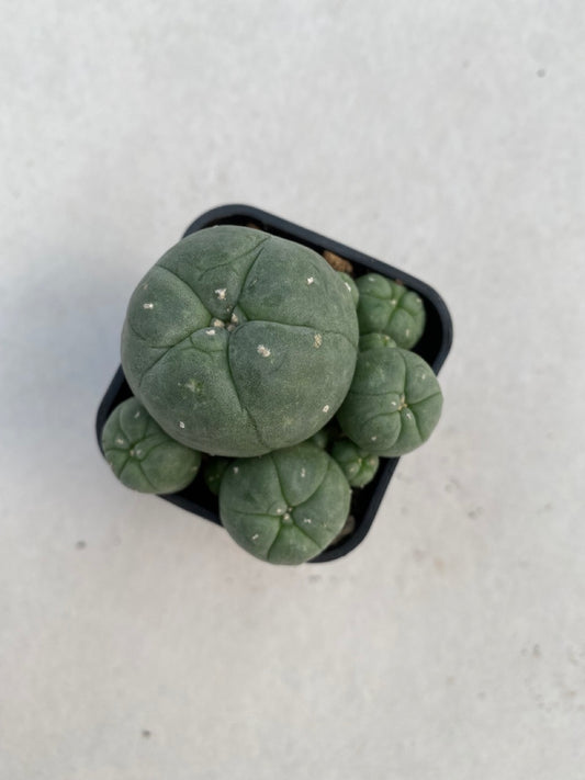 Lophophora williamsii size 4-5 cm ownroot