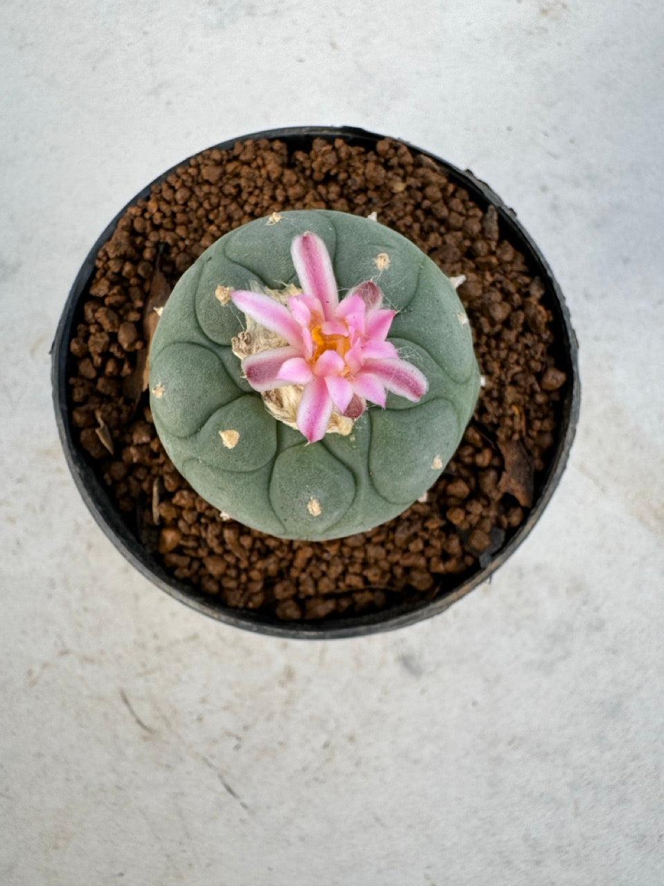 Lophophora williamsii size 5-6 cm own root