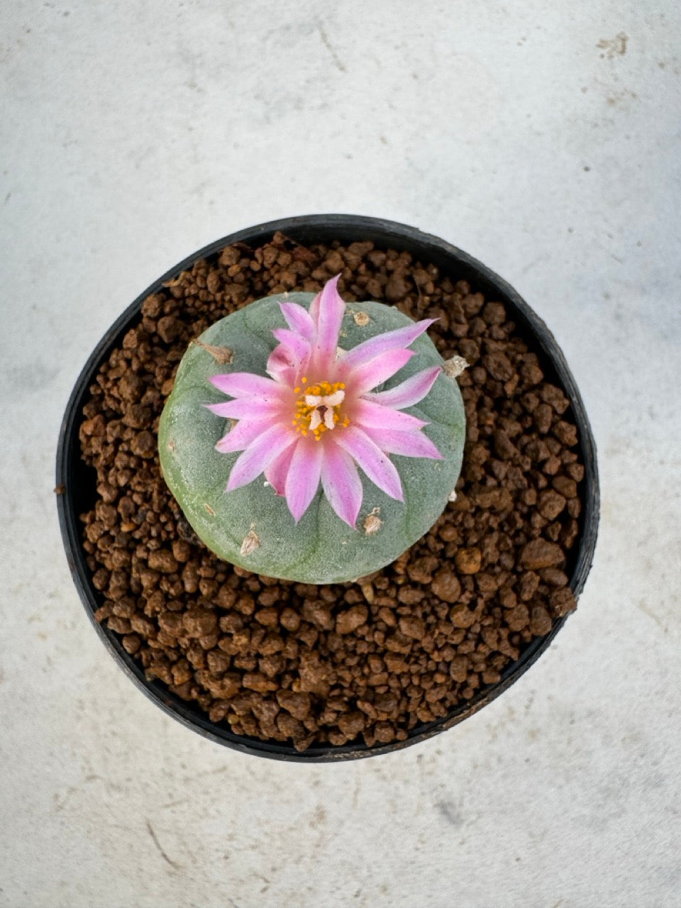 Lophophora williamsii size 5-6 cm own root