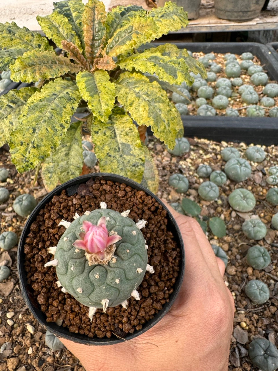 Lophophora williamsii size 5-6 cm own root