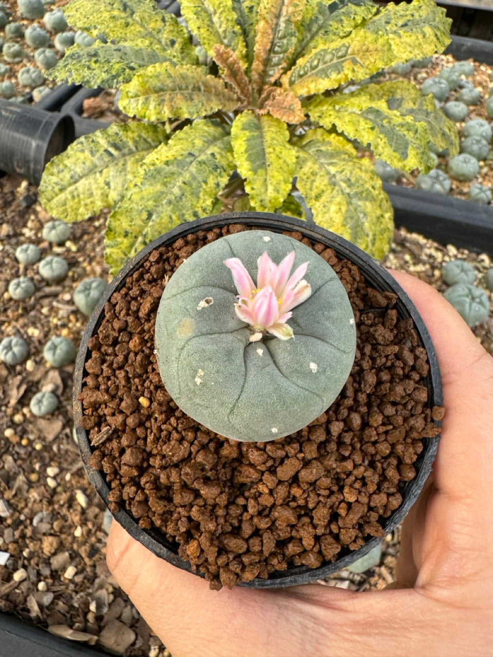 Lophophora williamsii size 5-6 cm own root