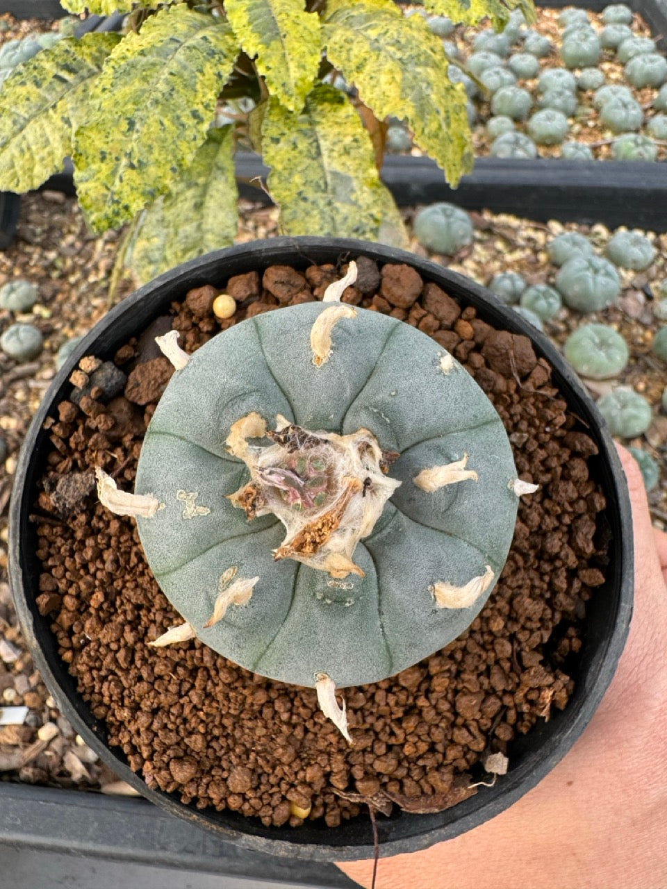 Lophophora williamsii size 5-6 cm own root