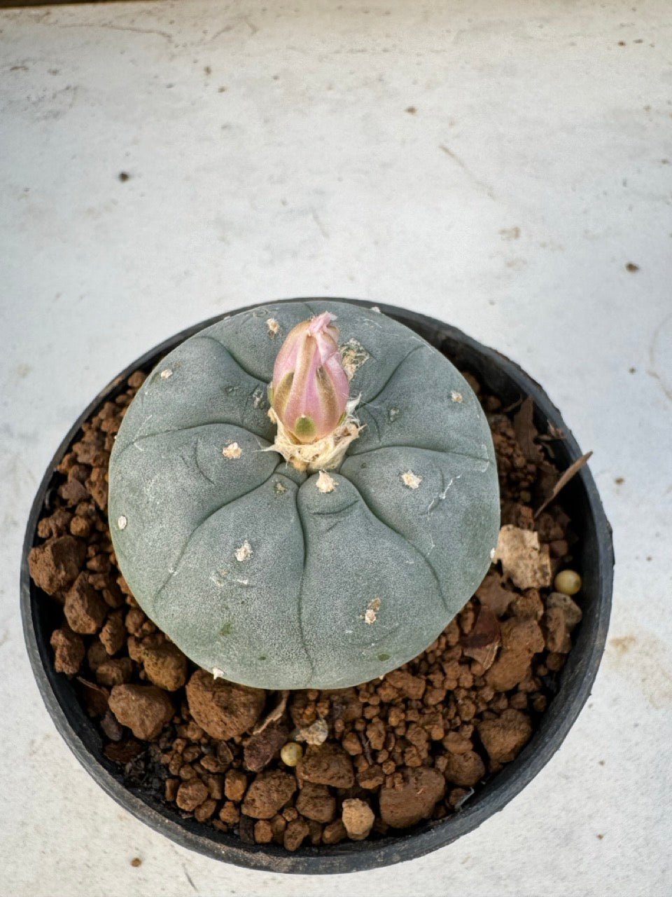 Lophophora williamsii size 5-6 cm own root