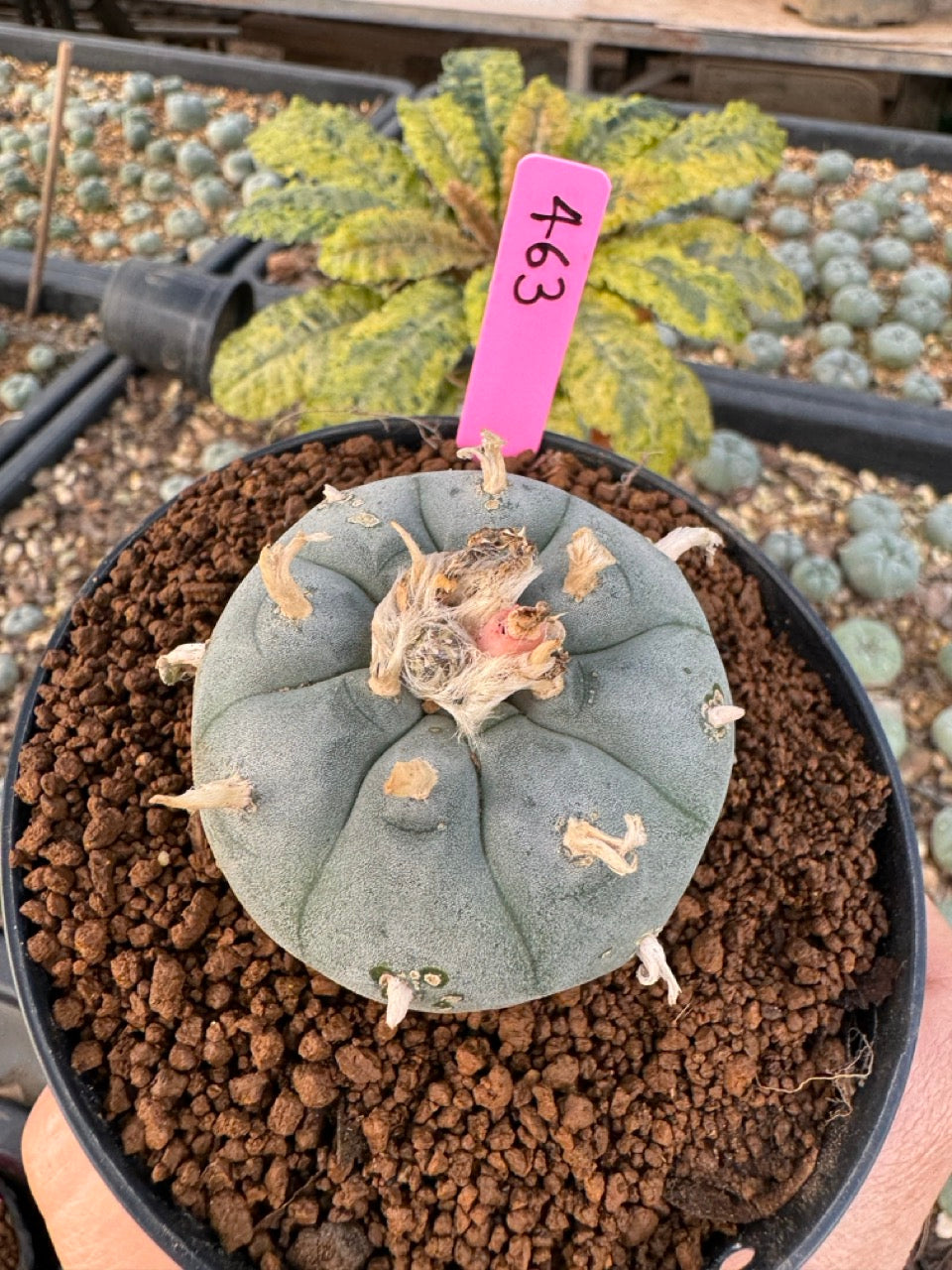 Lophophora williamsii size 5-6 cm own root