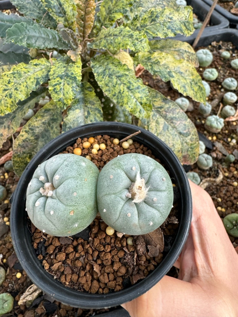Lophophora Fricii Twin size 5-6 cm own root