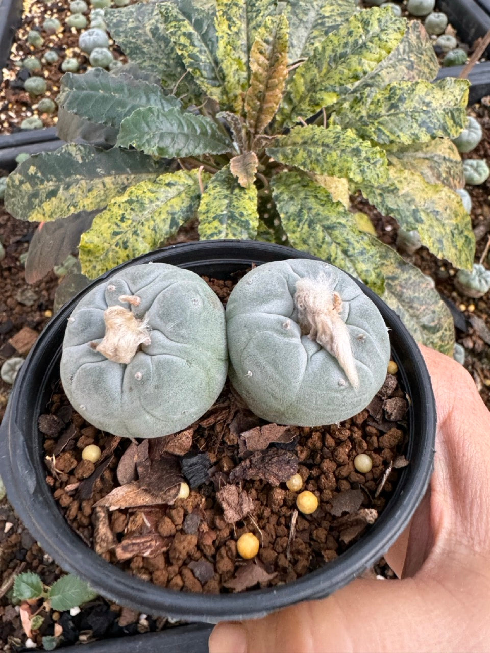 Lophophora Fricii Twin size 5-6 cm own root