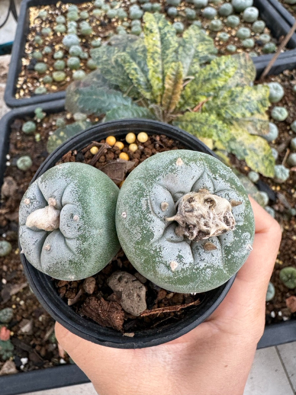 Lophophora Fricii Twin size 5-6 cm own root