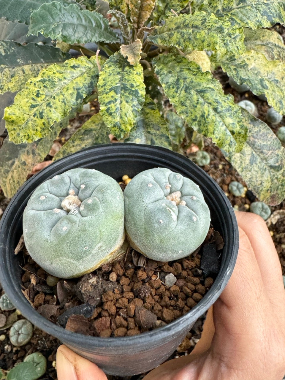 Lophophora Fricii Twin size 5-6 cm own root