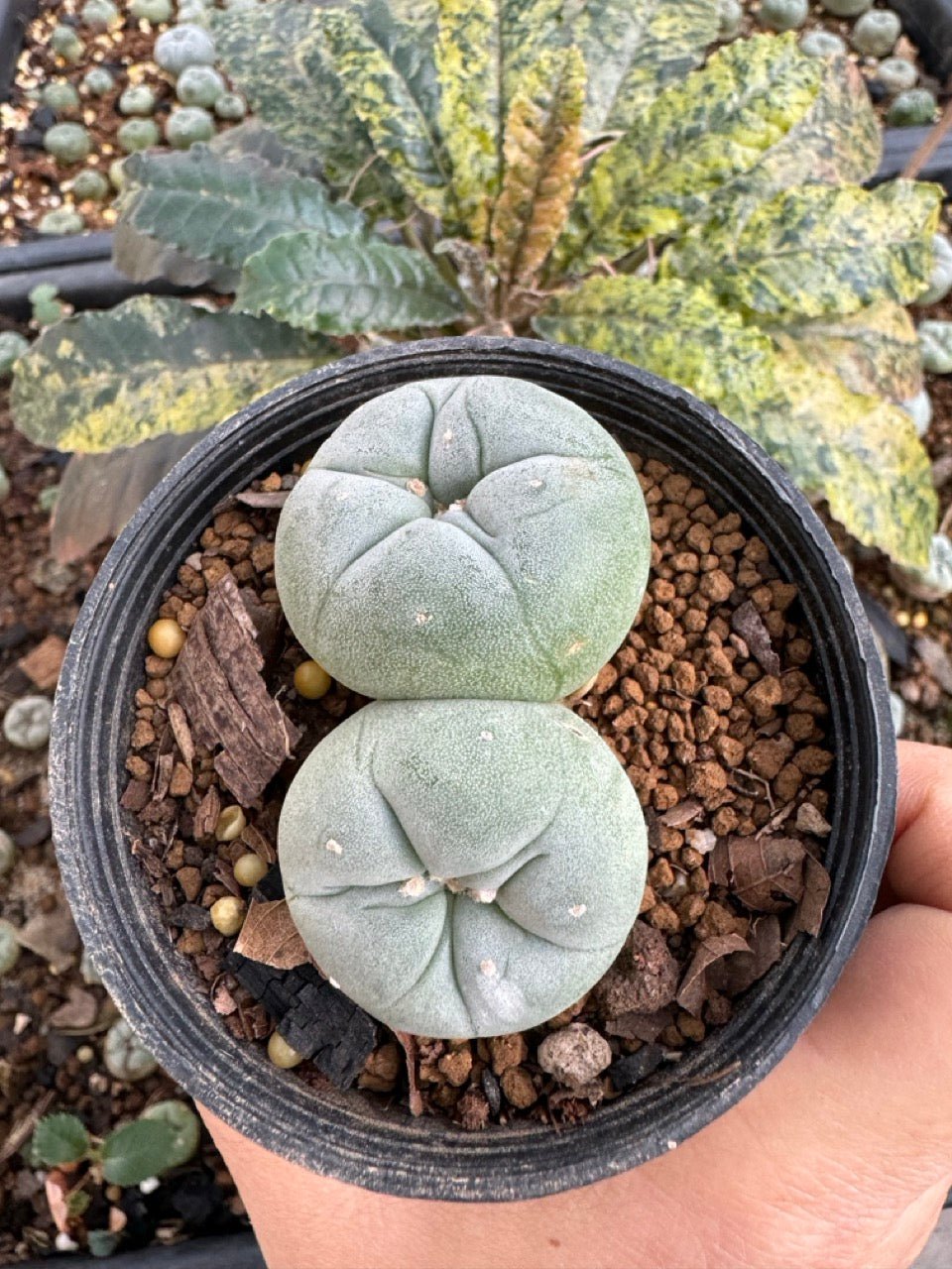 Lophophora Fricii Twin size 5-6 cm own root