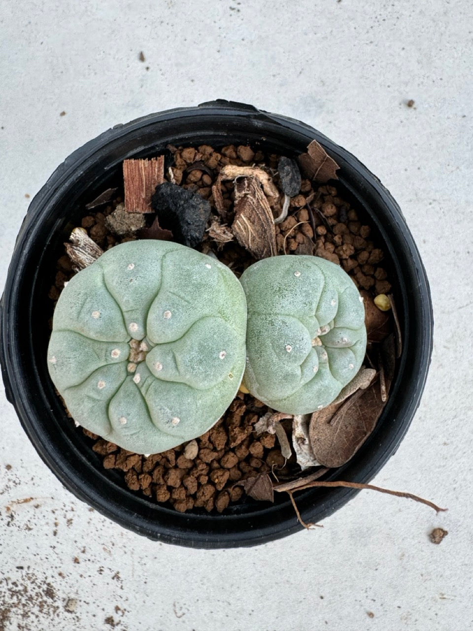 Lophophora Fricii Twin size 5-6 cm own root