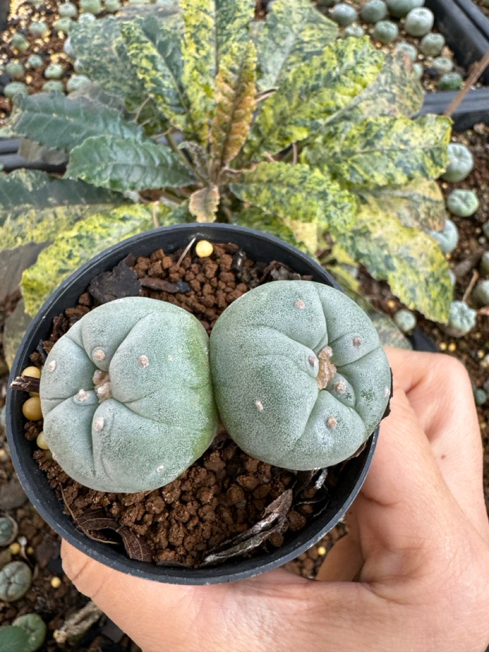 Lophophora Fricii Twin size 5-6 cm own root