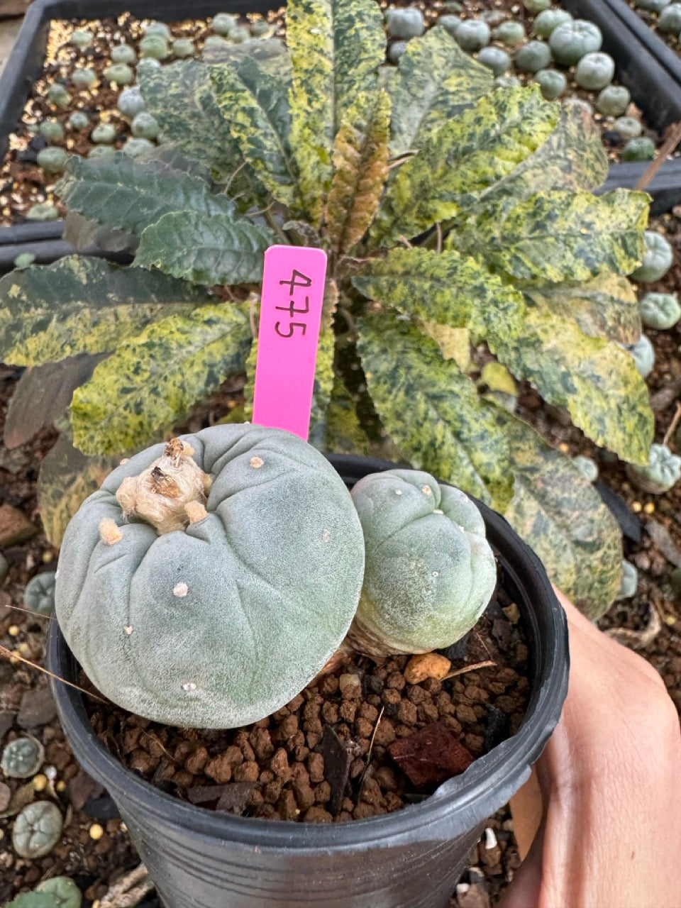 Lophophora Fricii Twin size 5-6 cm own root