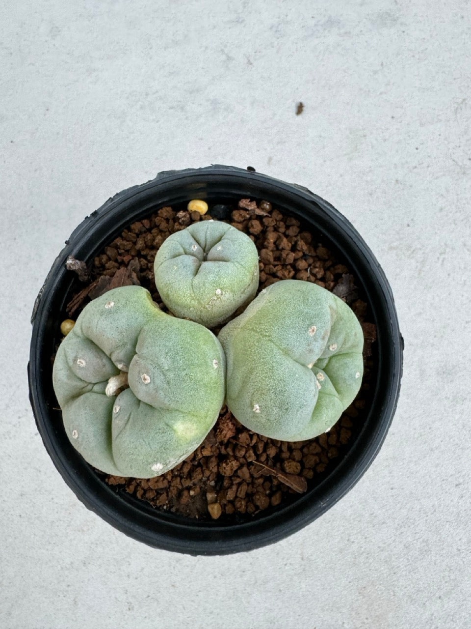 Lophophora Fricii Twin size 5-6 cm own root