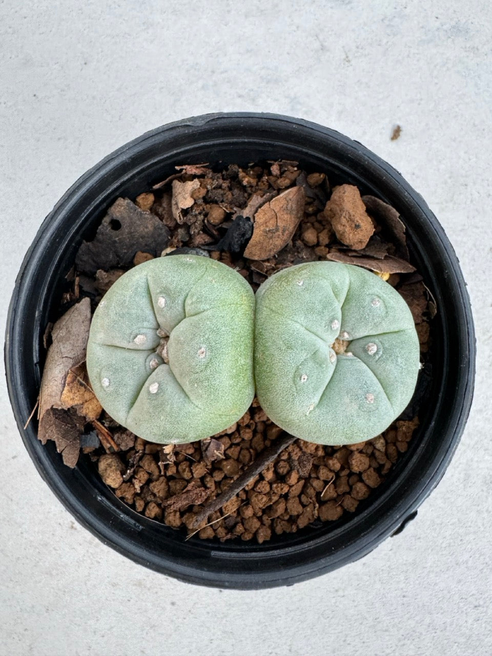 Lophophora Fricii Twin size 5-6 cm own root