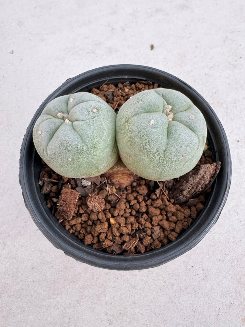 Lophophora Fricii Twin size 5-6 cm own root