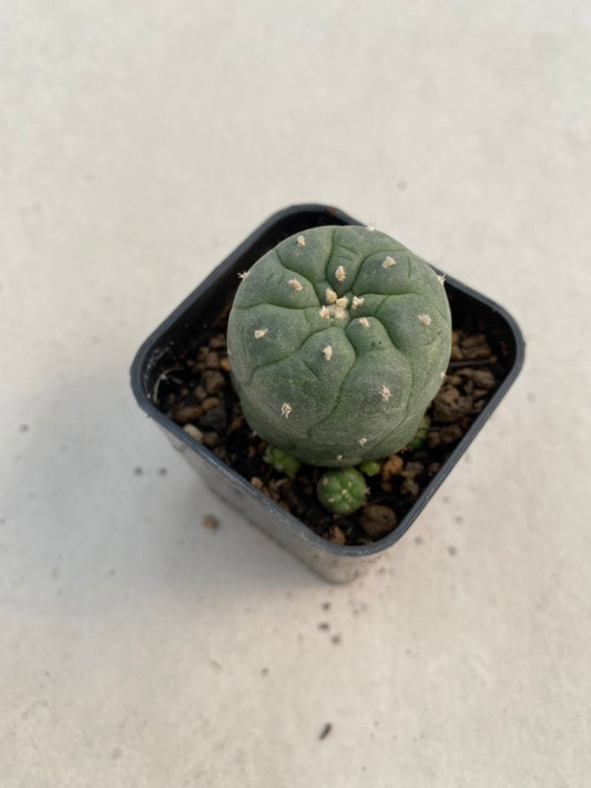 Lophophora williamsii size 4-5 cm ownroot