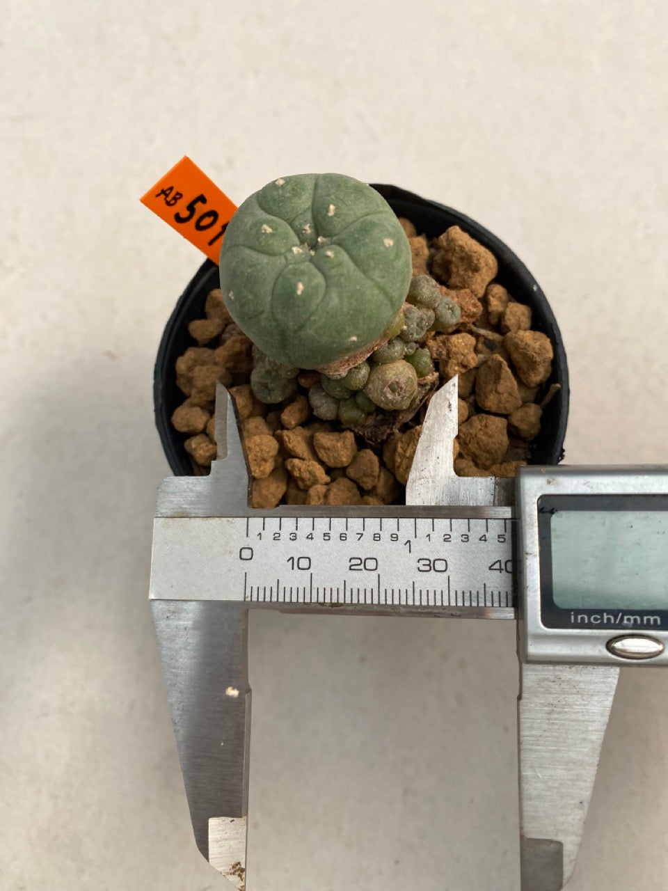 Lophophora williamsii caespitosa size 4-5 cm ownroot