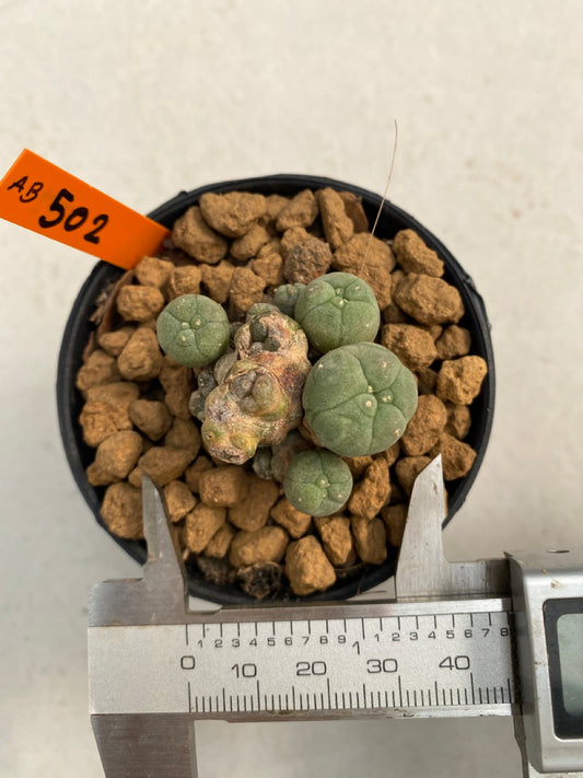 Lophophora williamsii caespitosa size 4-5 cm ownroot #lophophorawilliamsii