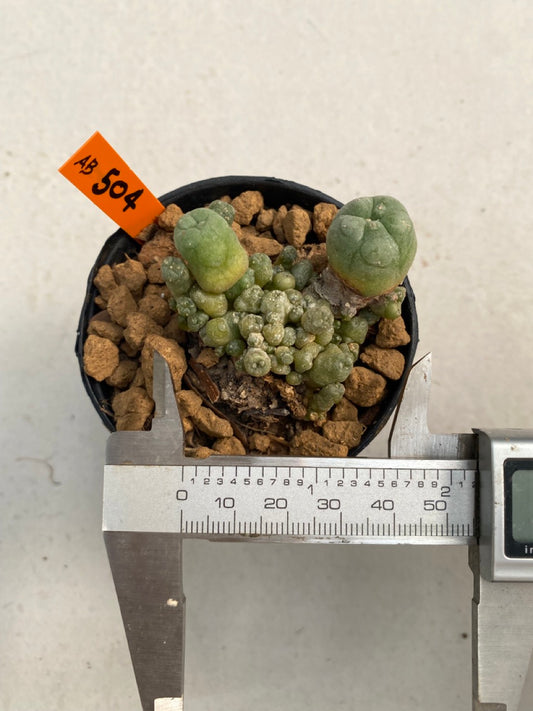 Lophophora williamsii caespitosa size 4-5 cm ownroot #lophophorawilliamsii