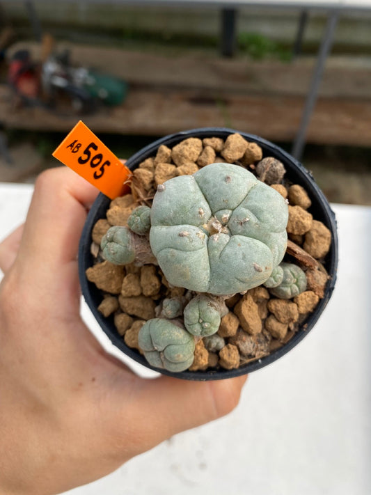 Lophophora williamsii caespitosa size 4-5 cm ownroot #lophophorawilliamsii
