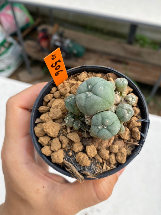 Lophophora williamsii caespitosa size 4-5 cm ownroot #lophophorawilliamsii