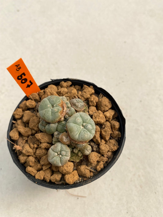 Lophophora williamsii caespitosa size 4-5 cm ownroot #lophophorawilliamsii