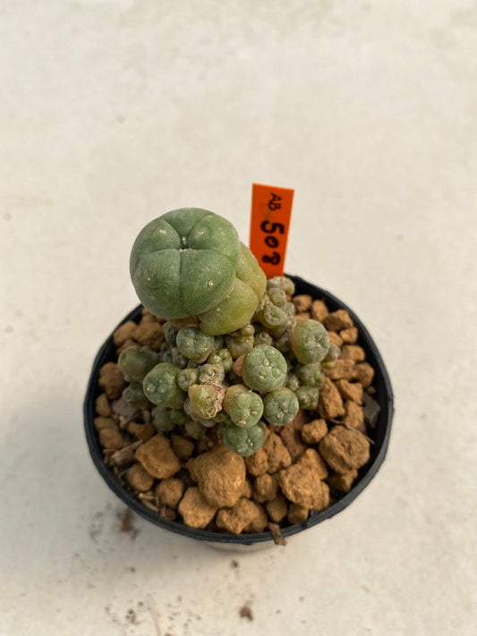 Lophophora williamsii caespitosa size 4-5 cm ownroot #lophophorawilliamsii