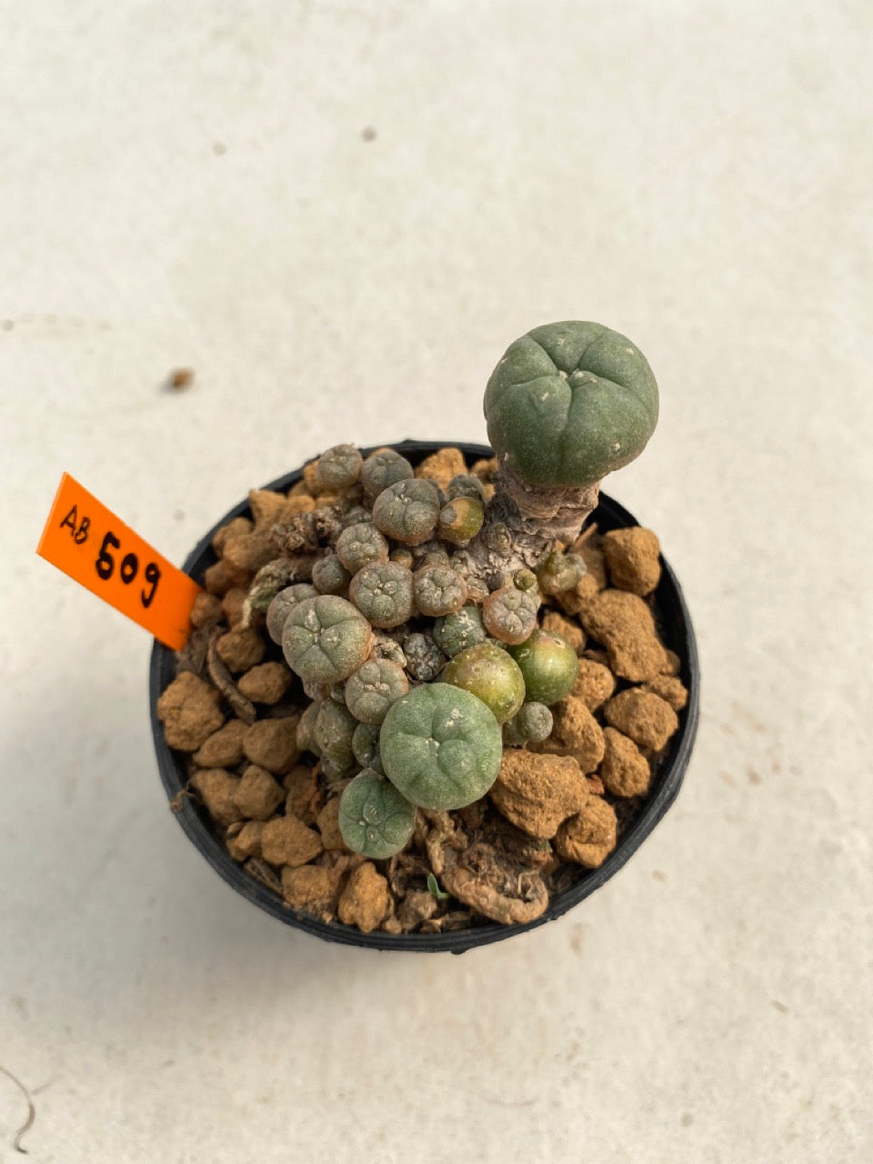 Lophophora williamsii caespitosa size 4-5 cm ownroot