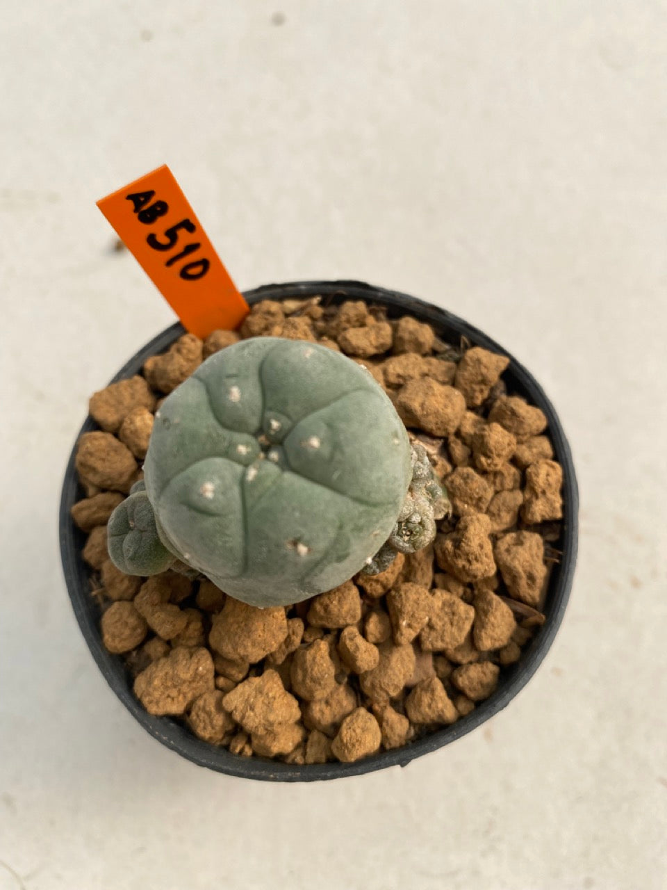 Lophophora williamsii caespitosa size 4-5 cm ownroot