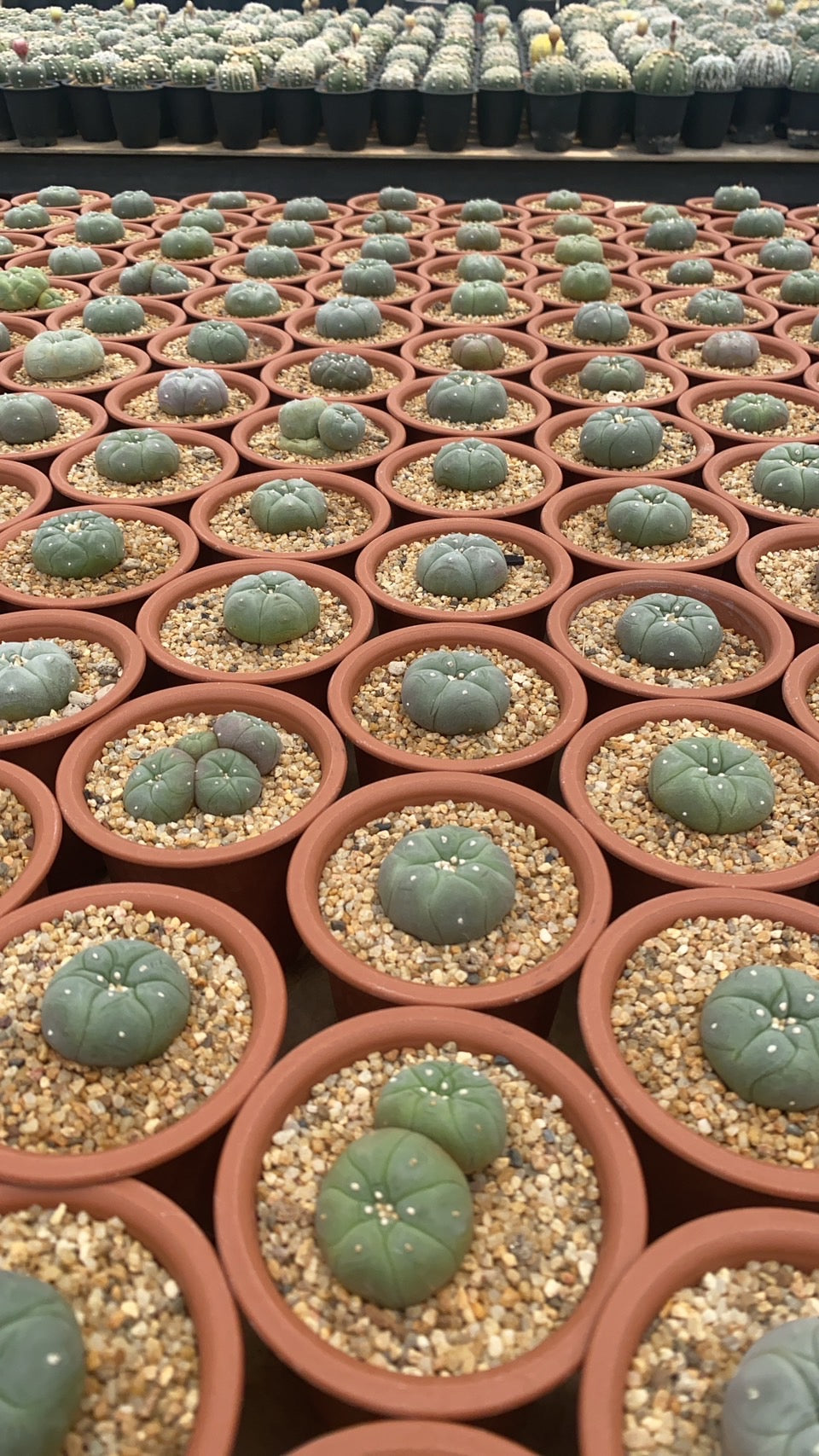 Lophophora williamsii size 4-5 cm 9-10 years old own root