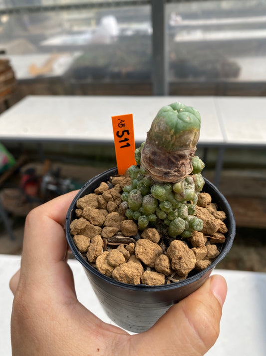 Lophophora williamsii caespitosa size 4-5 cm ownroot #lophophorawilliamsii