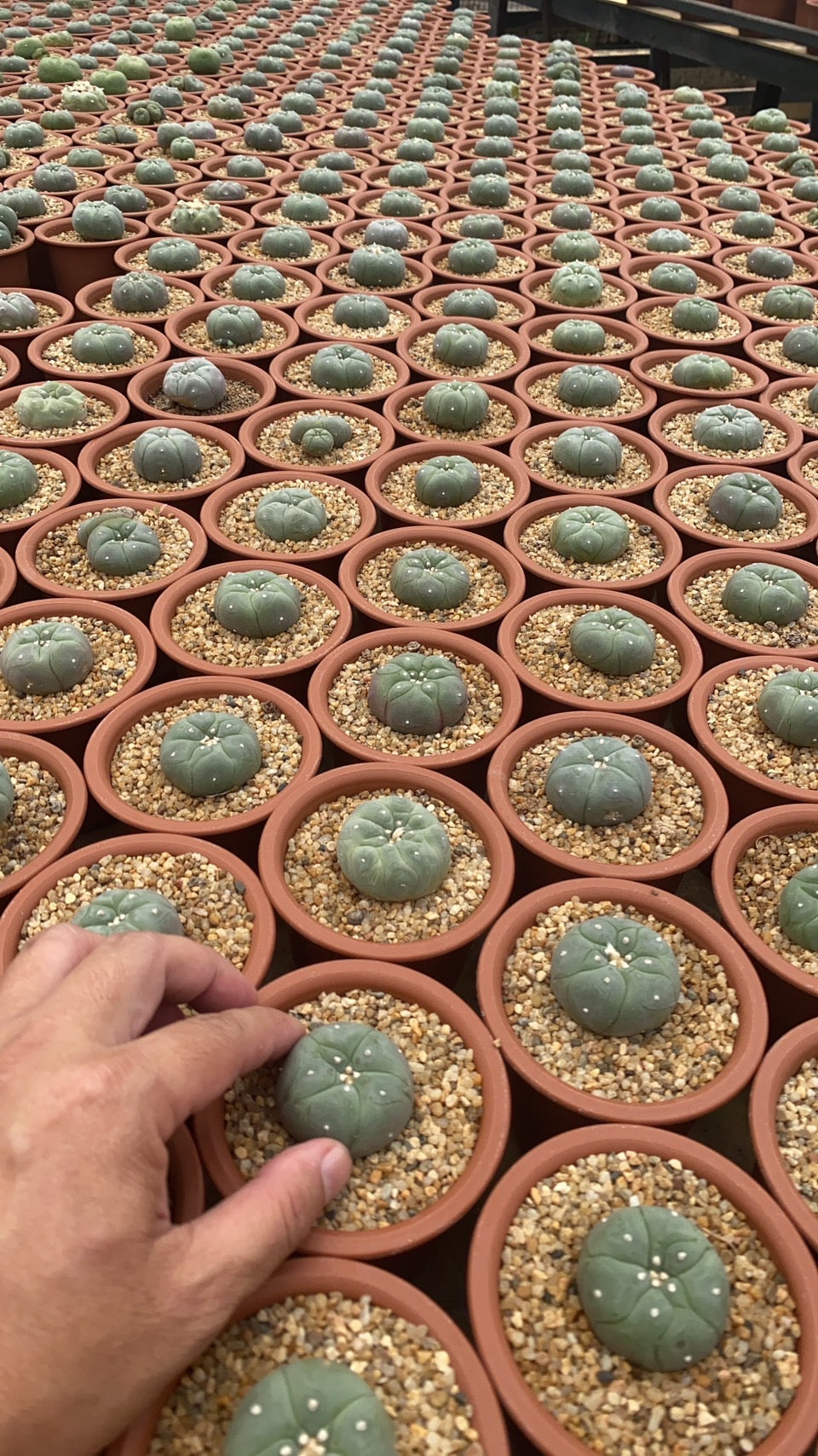 Lophophora williamsii size 4-5 cm 9-10 years old own root
