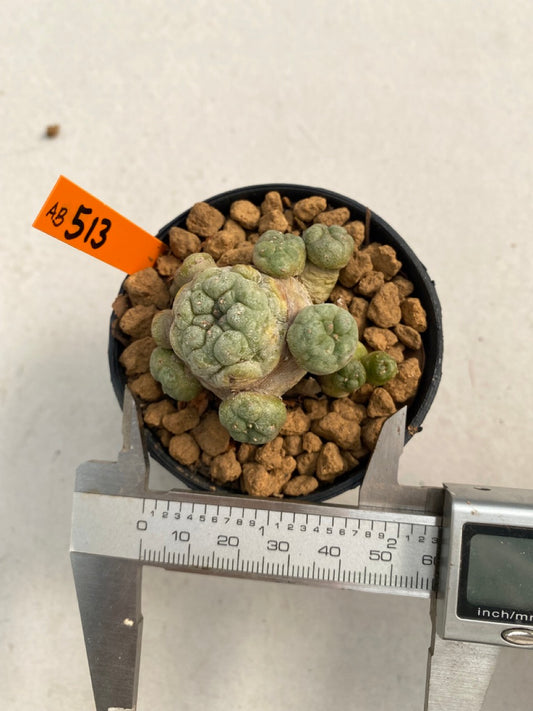 Lophophora williamsii caespitosa size 4-5 cm ownroot #lophophorawilliamsii
