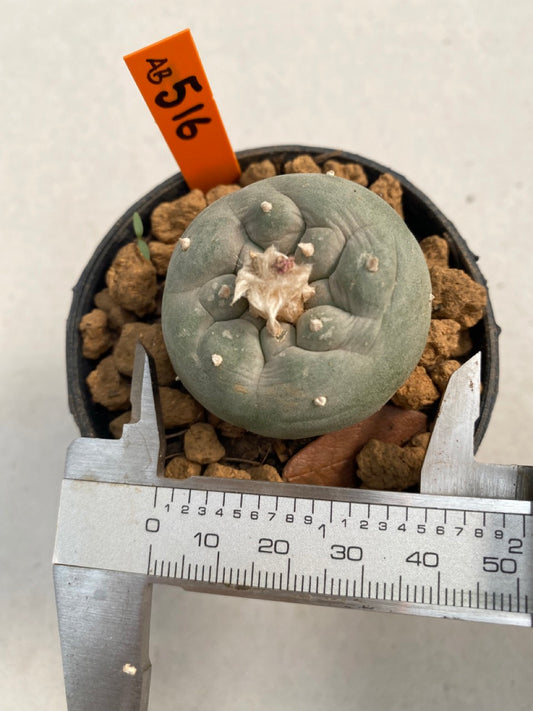 Lophophora williamsii size 5-6 cm ownroot #lophophorawilliamsii