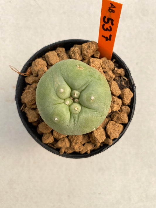 Lophophora Diffusa size 5-6 cm ownroot #lophophorawilliamsii
