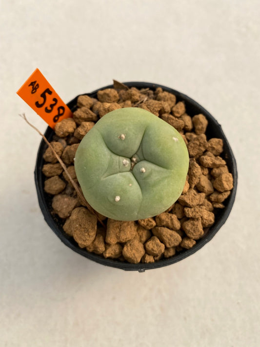 Lophophora Diffusa size 5-6 cm ownroot #lophophorawilliamsii