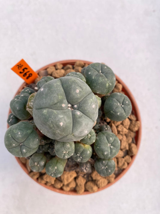 Lophophora williamsii size 5-6 cm ownroot #lophophorawilliamsii