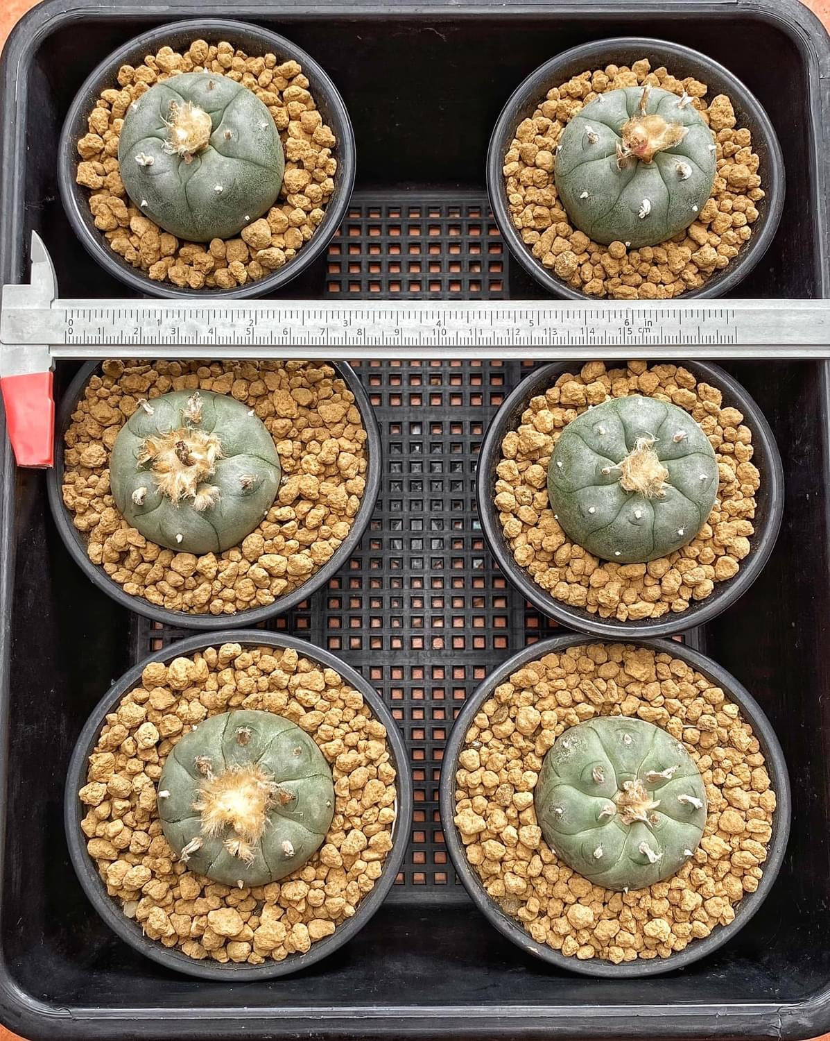 6 x Lophophora williamsii size 5-6 cm own root