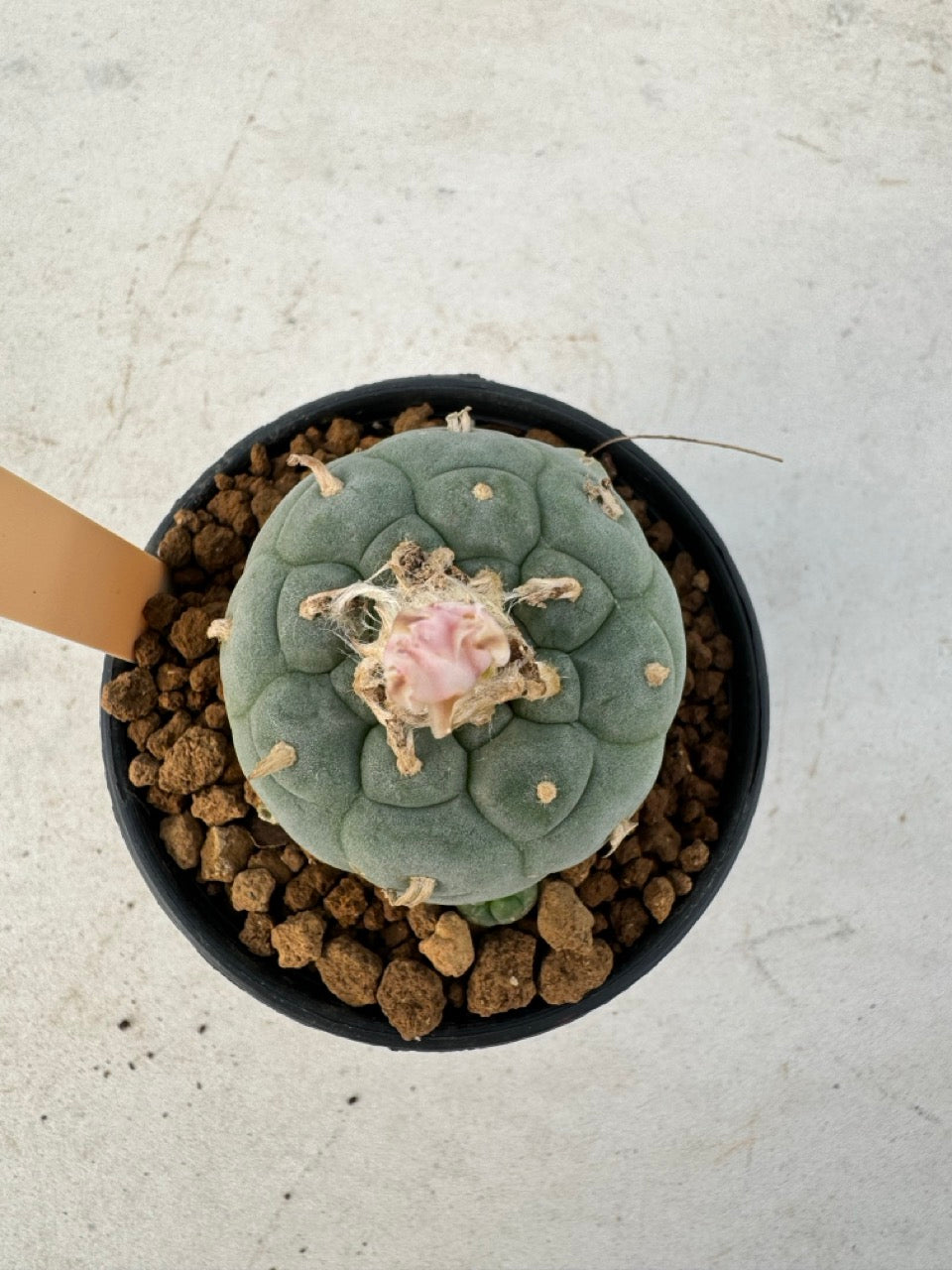 Lophophora williamsii – Peyote Cactus (6–7 cm, Own Root)