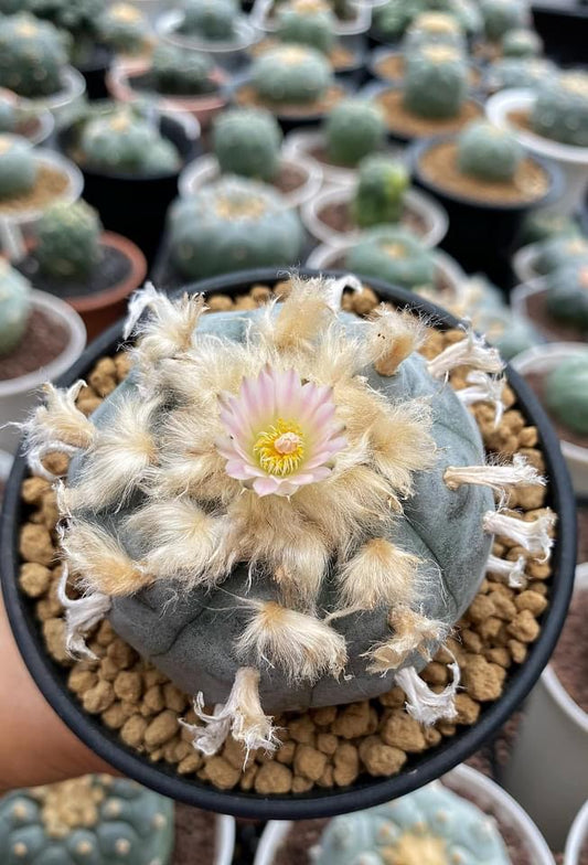 Lophophora williamsii size 6-8 cm own root