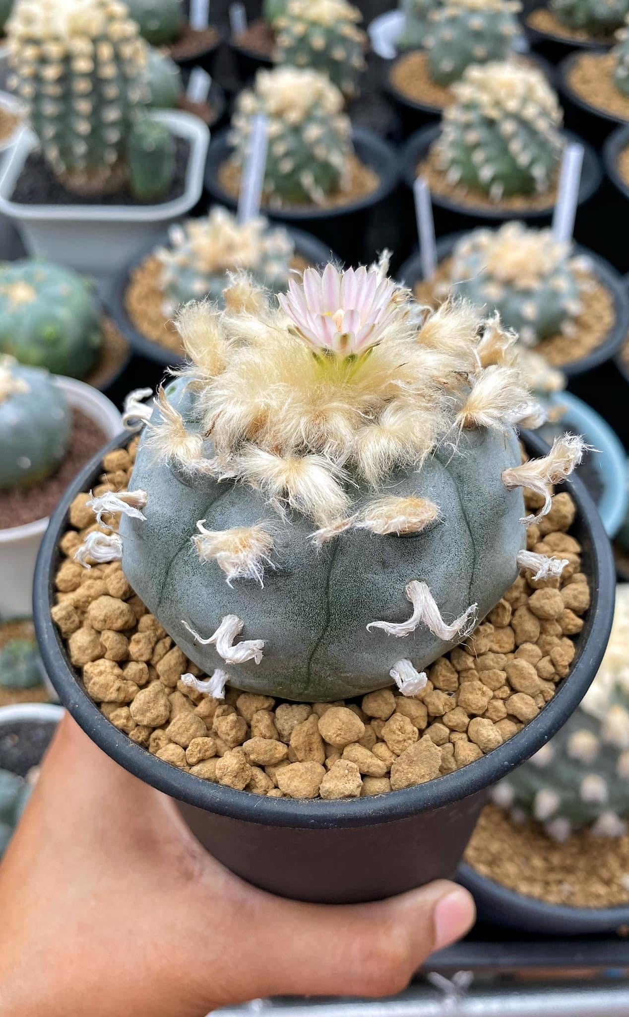 Lophophora williamsii size 6-8 cm own root