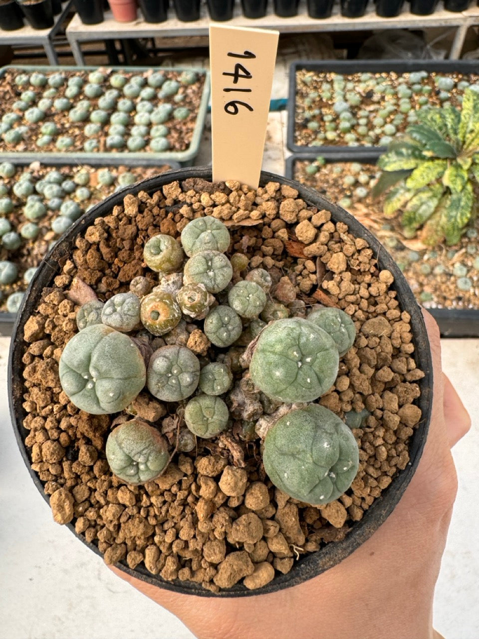 Lophophora williamsii – Peyote Cactus (6–7 cm, Own Root)