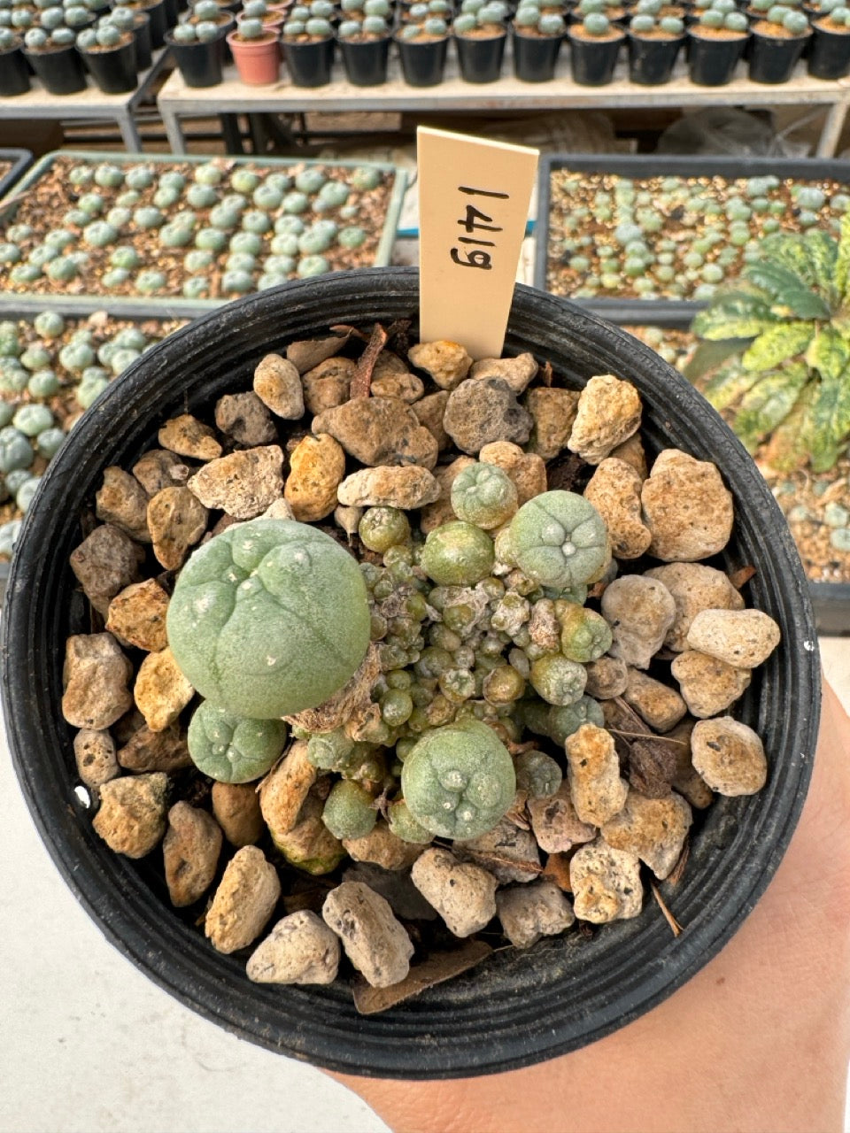 Lophophora williamsii – Peyote Cactus (6–7 cm, Own Root)
