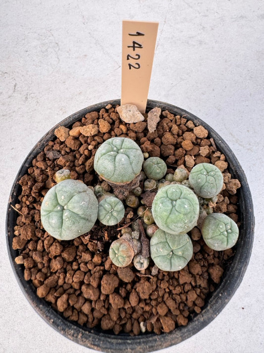 Lophophora williamsii – Peyote Cactus (6–7 cm, Own Root)