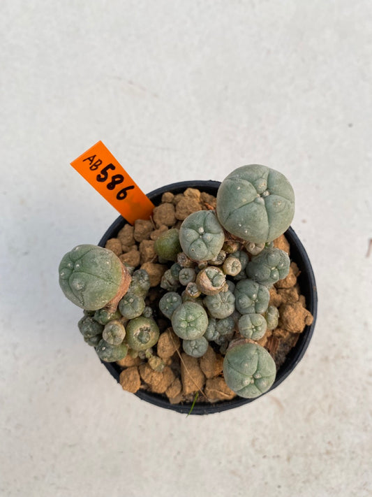 Lophophora williamsii size 5-6 cm ownroot #lophophorawilliamsii