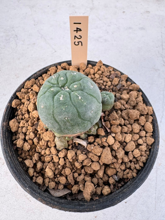 Lophophora williamsii – Peyote Cactus (6–7 cm, Own Root)