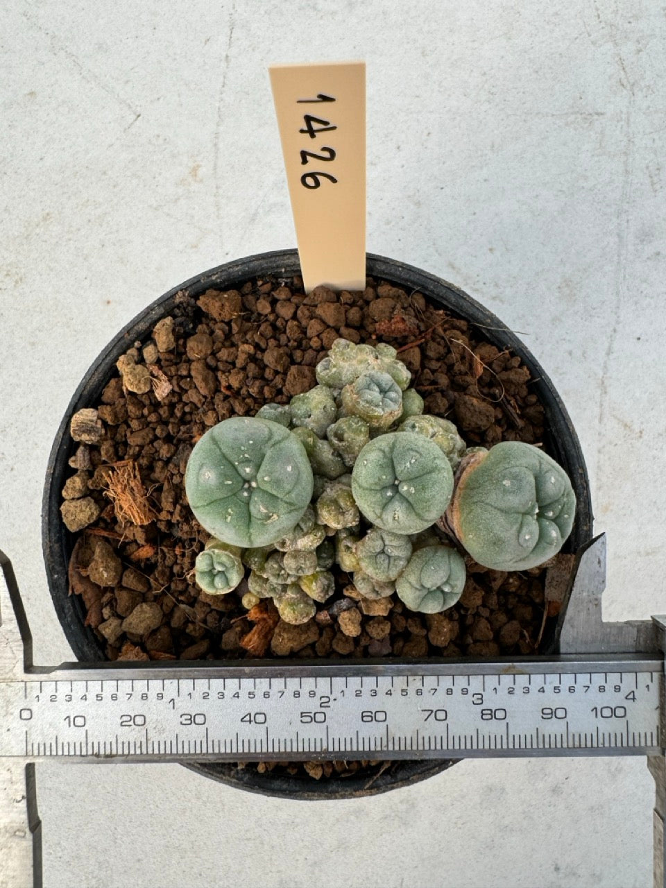 Lophophora williamsii – Peyote Cactus (6–7 cm, Own Root)