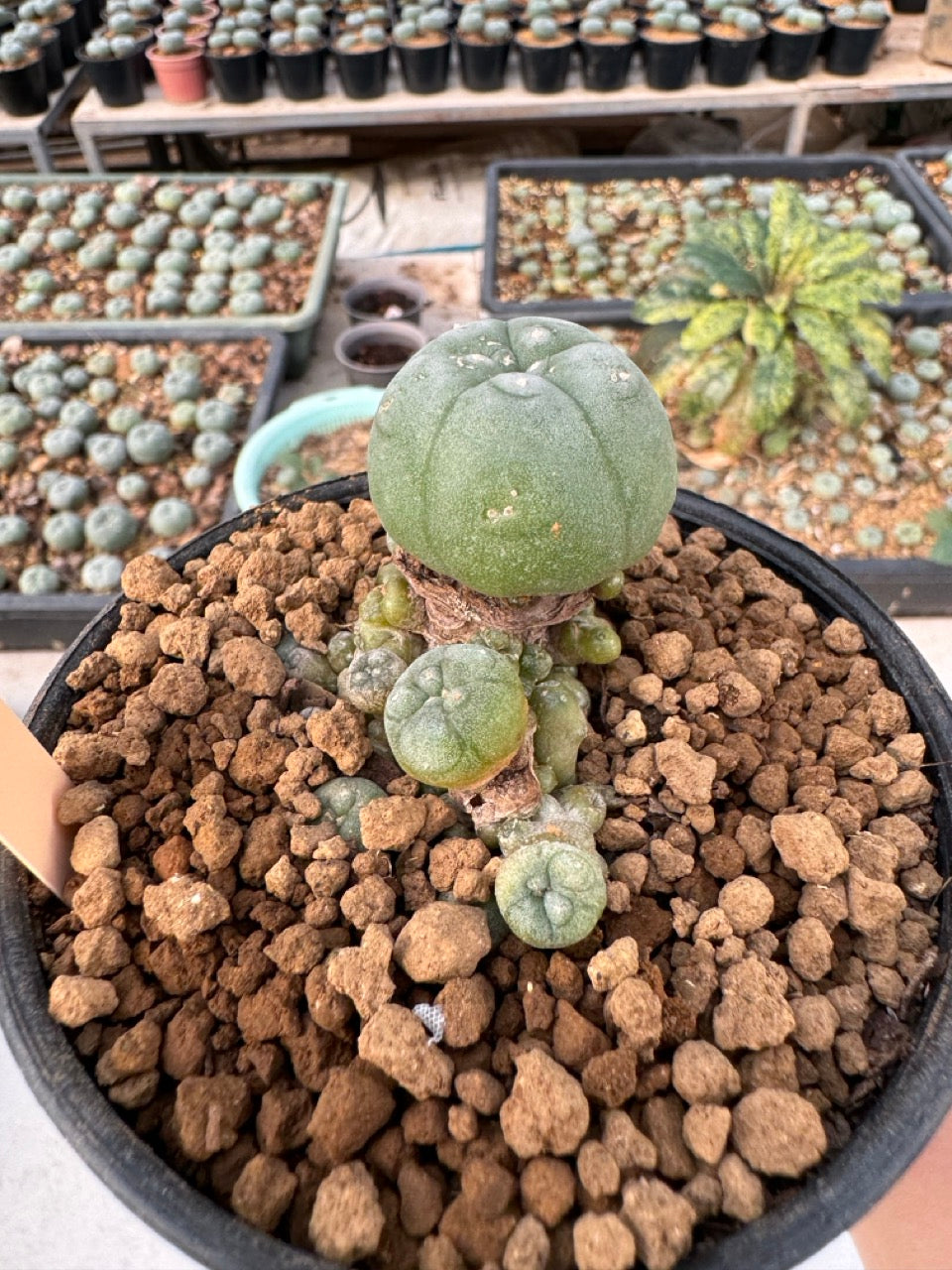 Lophophora williamsii – Peyote Cactus (6–7 cm, Own Root)