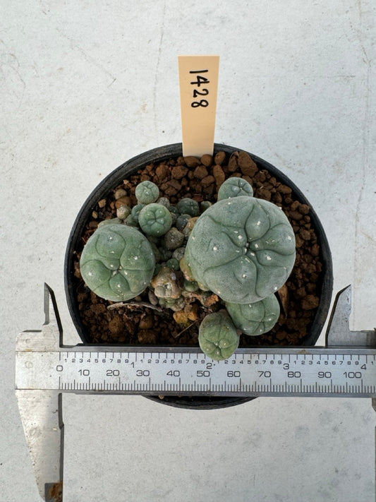 Lophophora williamsii – Peyote Cactus (6–7 cm, Own Root)