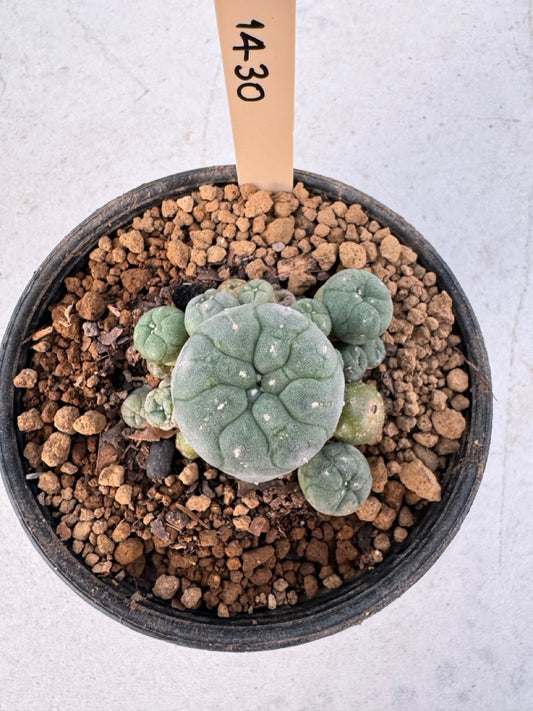 Lophophora williamsii – Peyote Cactus (6–7 cm, Own Root)